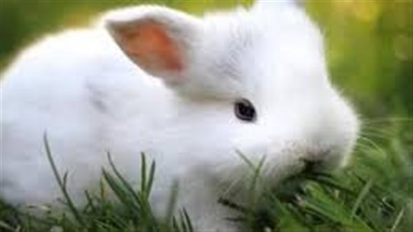 ما معنى رؤية أرنب أبيض في المنام؟
