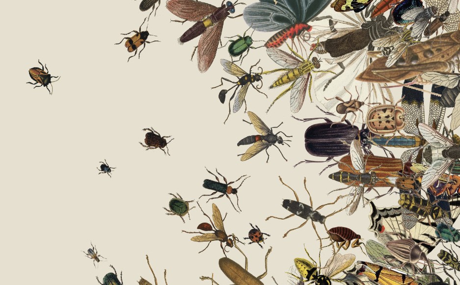  تفسير حلم الحشرات والصراصير