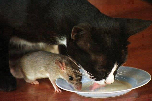 القطط والفئران في المنام