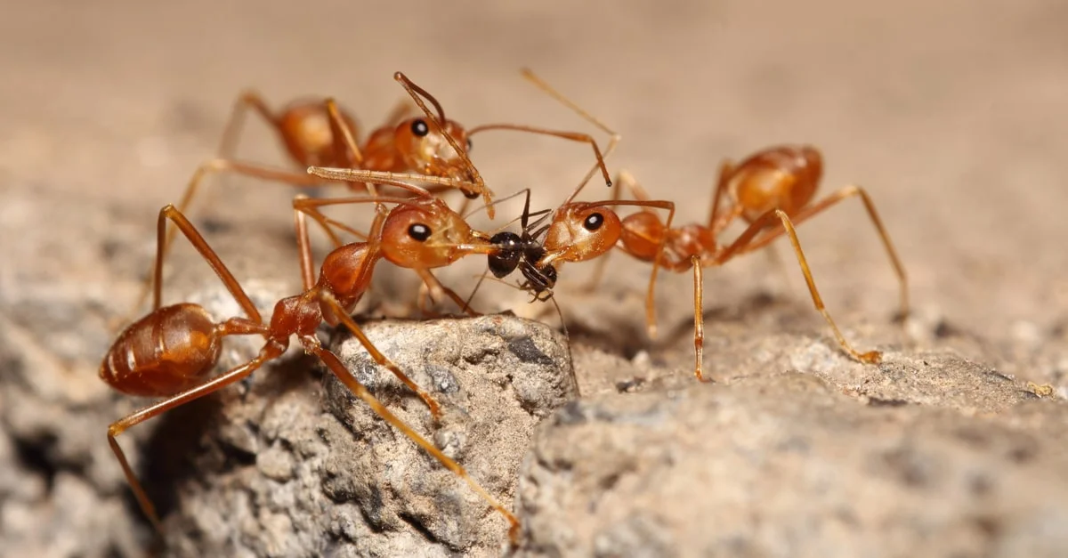 رؤية الصراصير والنمل في المنام