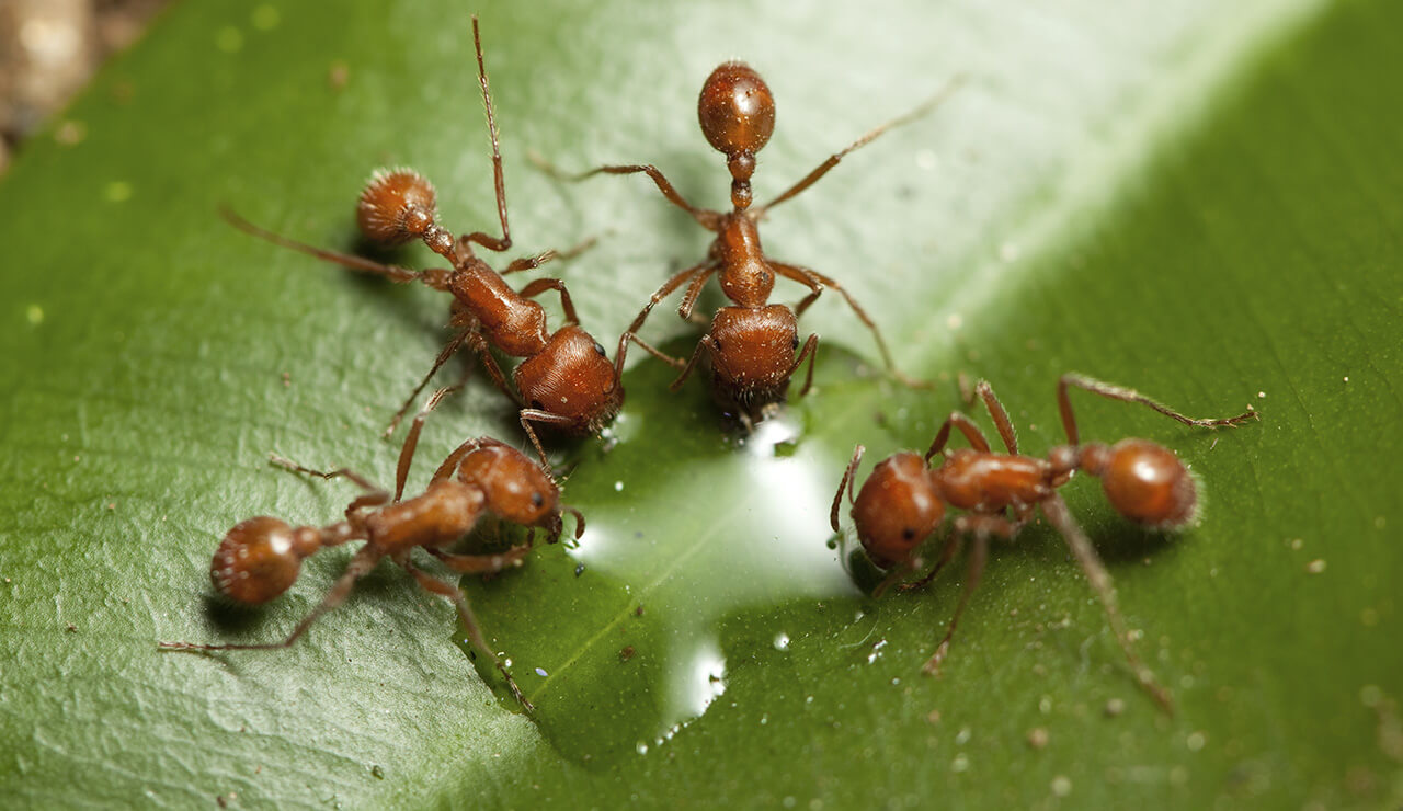 تفسير حلم الصراصير والنمل