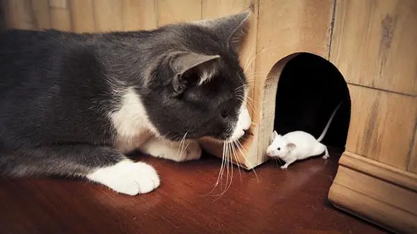  تفسير حلم القطط والفئران