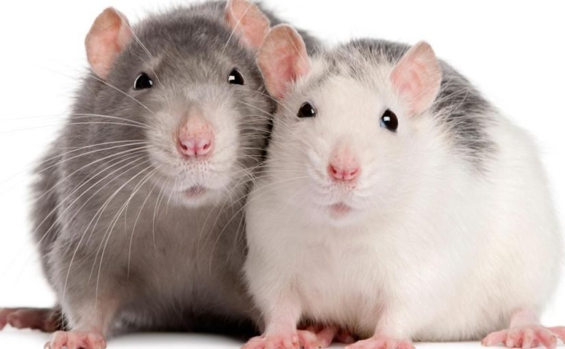 تفسير حلم الفأر للعزباء