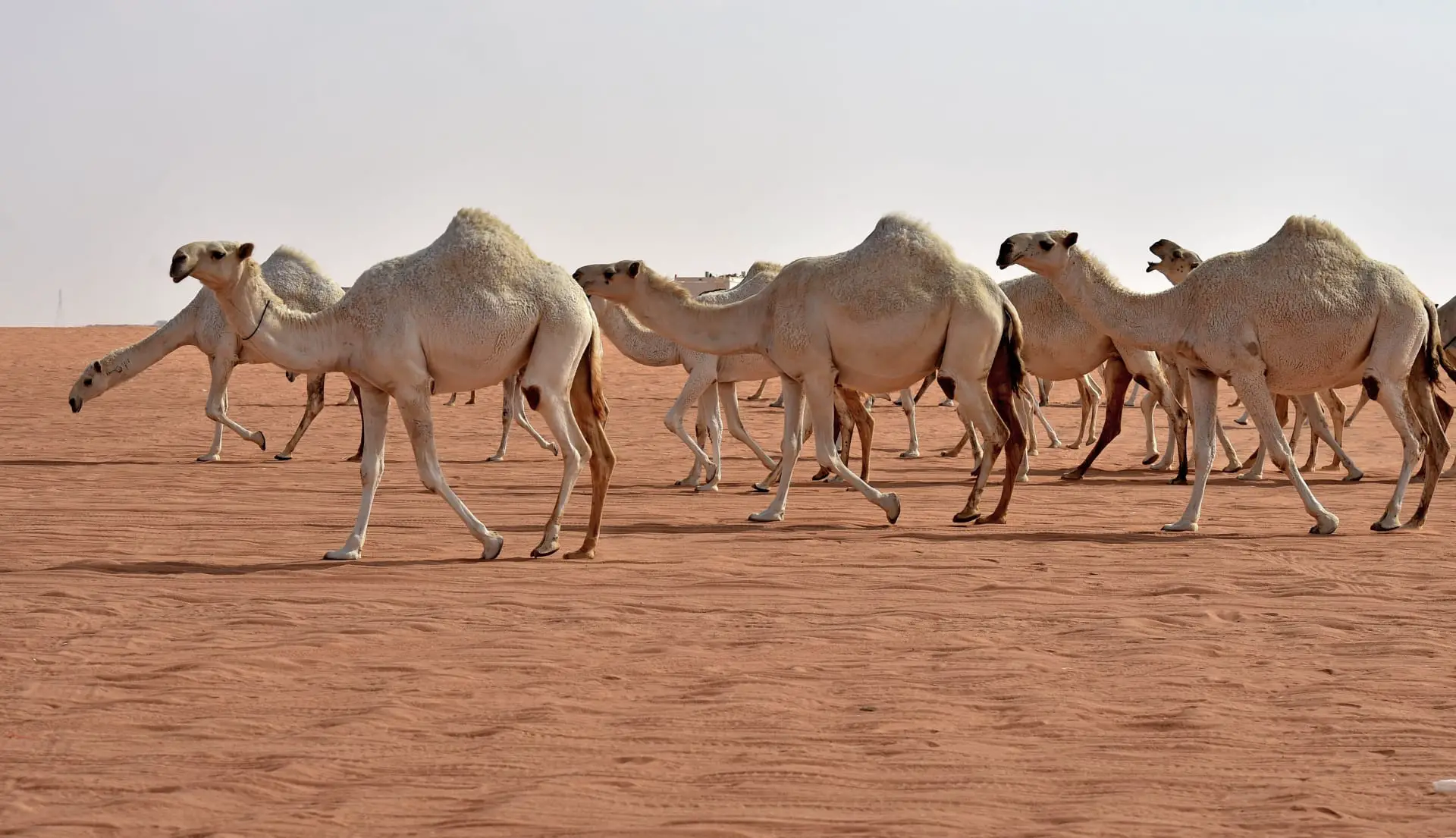  تفسير حلم الجمال الكثيرة