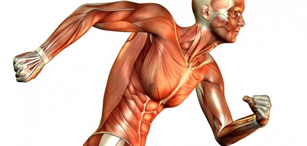 في حال نفاذ الجزيئات الغنية بالطاقة من العضلات فإن العضلة