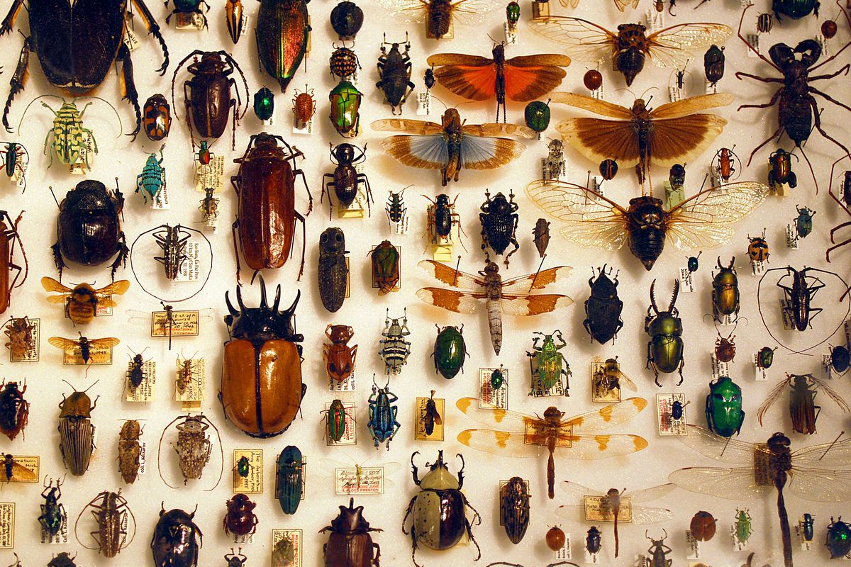 تعرف على تفسير الحشرات الغريبة في الحلم لابن سيرين - تفسير الاحلام اونلاين