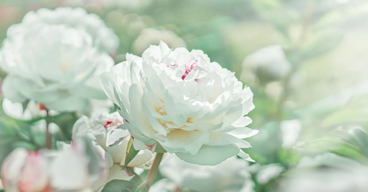  الورد الأبيض في المنام