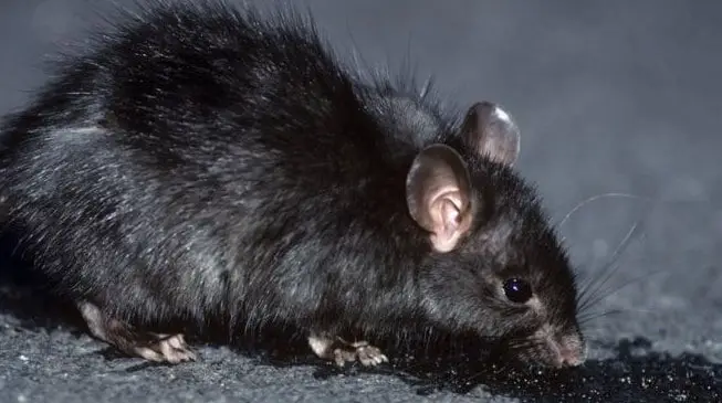 تفسير حلم الفأر الأسود