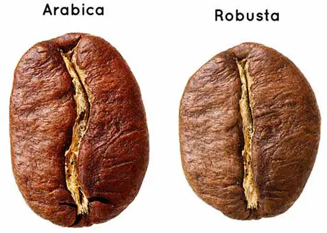 انواع بن القهوة